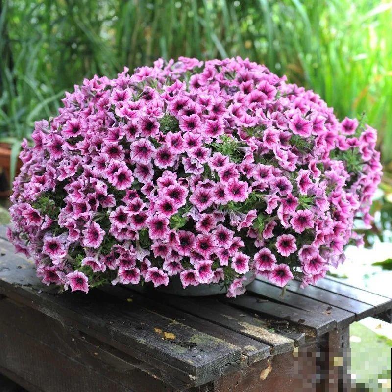 11种花,下个月就开花,现在养护是关键! 11种花,下个月就开花,现在养护是关键!