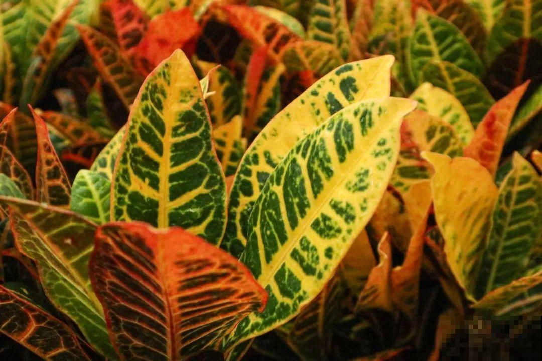 20种有毒花,出门别乱摘,有小孩的特别注意 20种有毒花,出门别乱摘,有小孩的特别注意