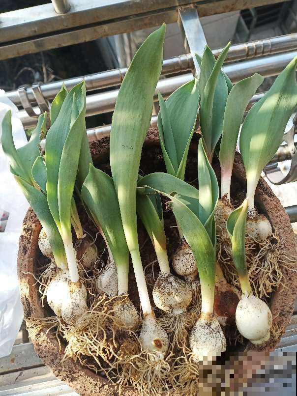 种球开完花,要好好养护,才能继续养大 种球开完花,要好好养护,才能继续养大