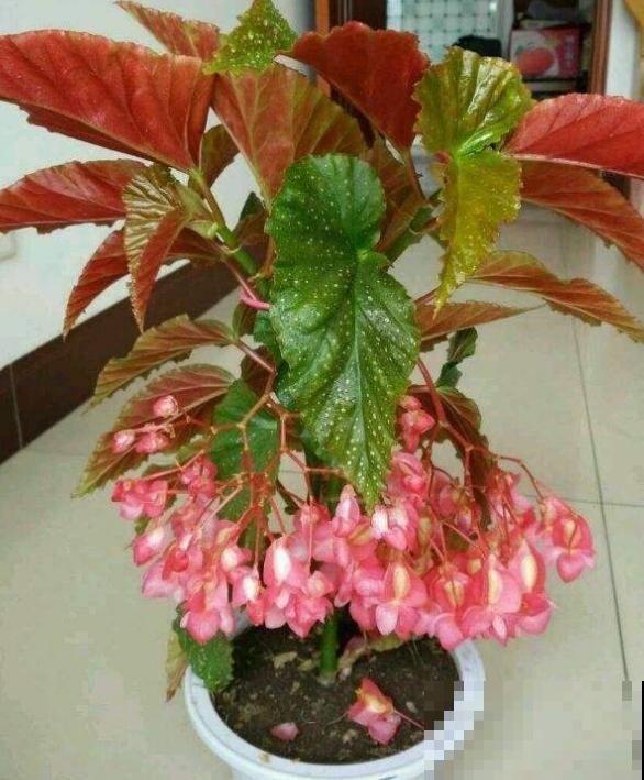 银星海棠特能开,阳台种一盆,一开就是一整年! 银星海棠特能开,阳台种一盆,一开就是一整年!