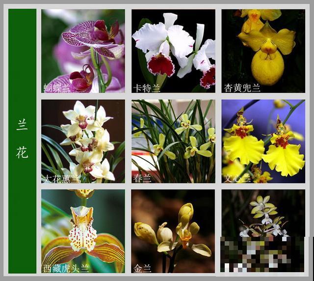 最齐全的《百花图谱》,珍藏起来,路边花都能叫上名! 最齐全的《百花图谱》,珍藏起来,路边花都能叫上名!