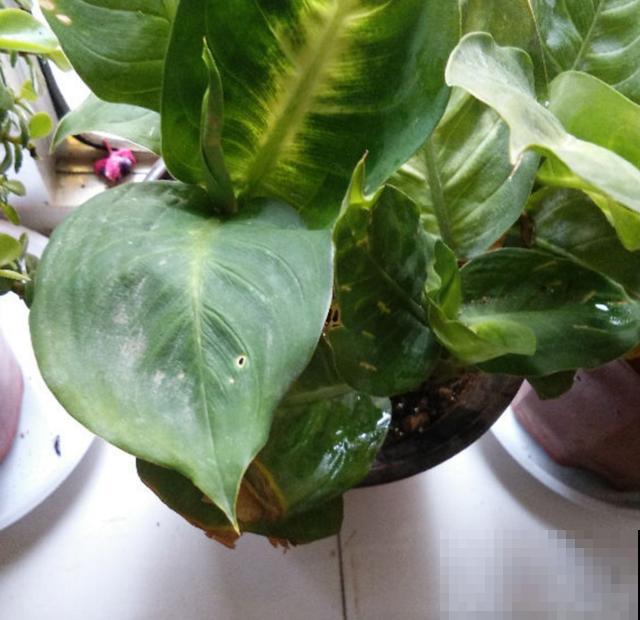 绿植“贵族”银皇后,净化空气超棒,烟友必备! 绿植“贵族”银皇后,净化空气超棒,烟友必备!