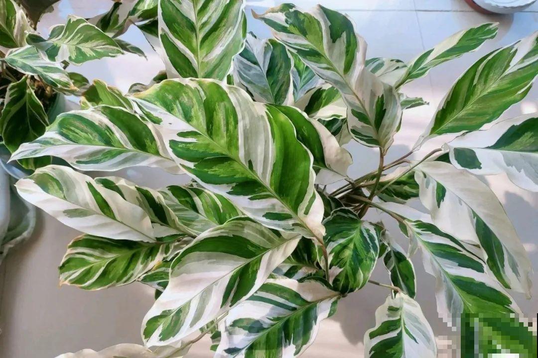 秋天养10种花，个个美得像油画，特别上档次！