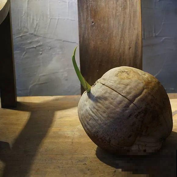 西红柿、玉米……埋土里，7天长成小森林，结出果子一大筐！