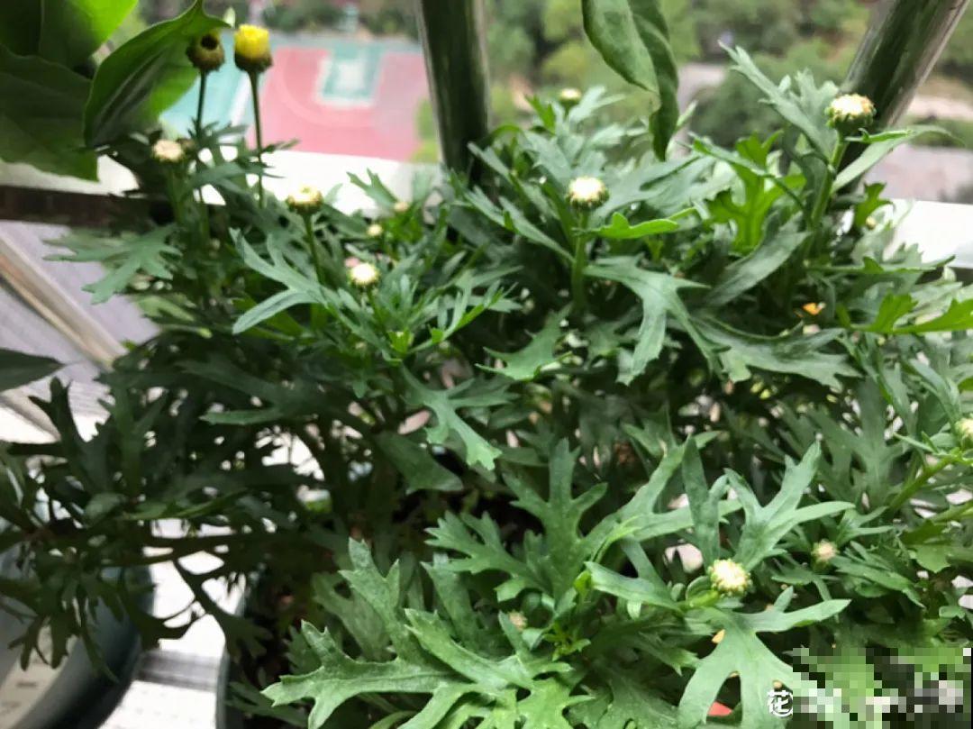 三伏已过,这花可以处理了,晚了错过开花! 三伏已过,这花可以处理了,晚了错过开花!