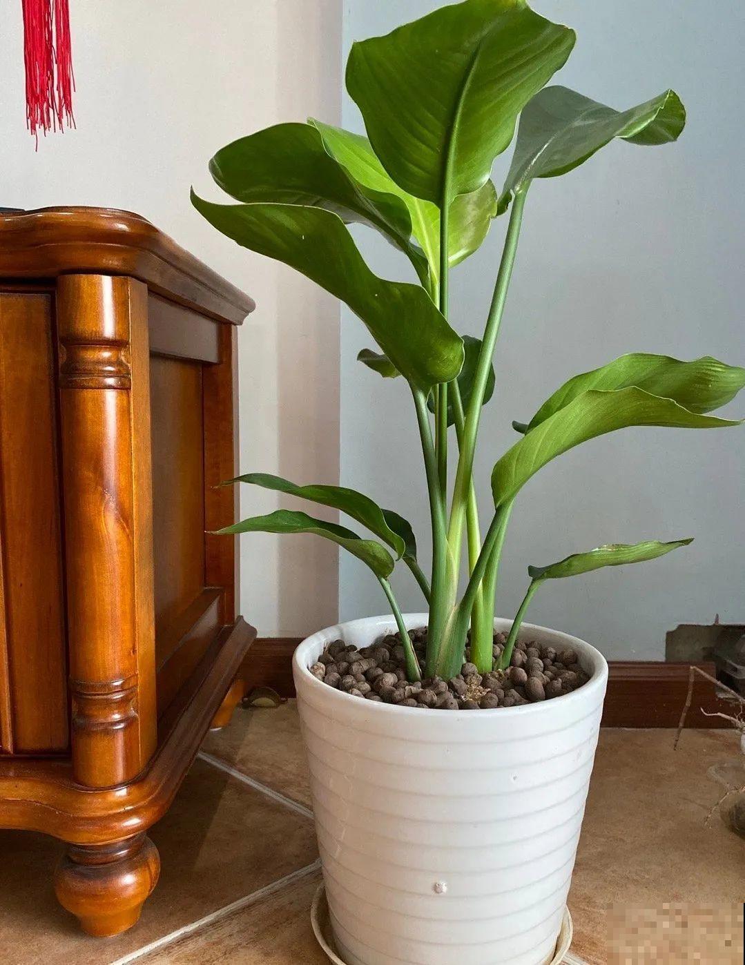 客厅摆盆它，叶子竖着长，有品位、上档次！