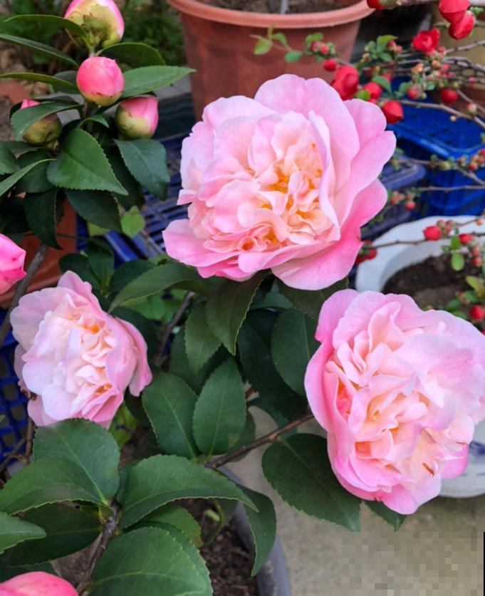 马上处暑了,这5种花最怕闷,别再浇水了! 马上处暑了,这5种花最怕闷,别再浇水了!