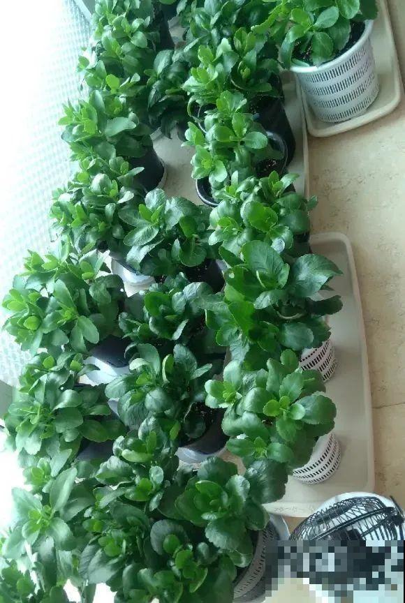 秋老虎来了，9种花进入“死期”，切莫大意！