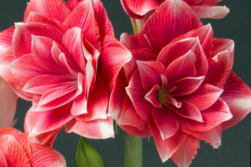 种朱顶红种球有讲究，6个错误常犯，看看你中了没！