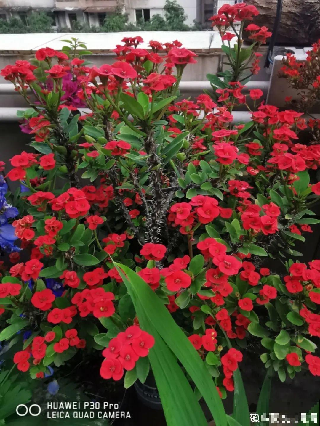 罂粟花不能随便种,私自种植,就得薅光 罂粟花不能随便种,私自种植,就得薅光