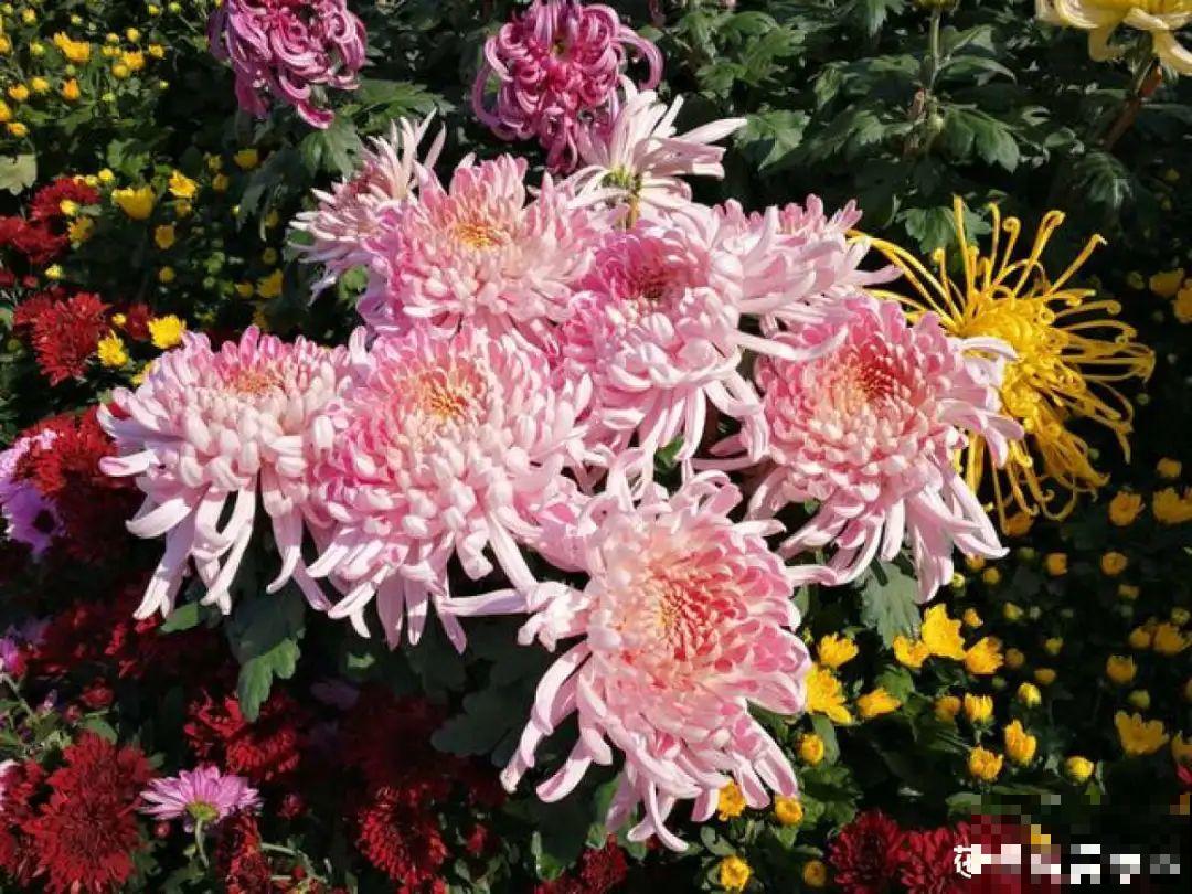 11种花,下个月就开花,现在养护是关键! 11种花,下个月就开花,现在养护是关键!