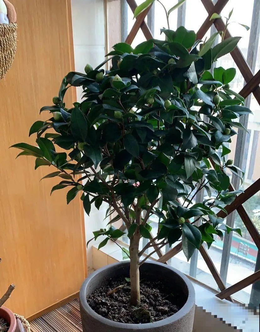 下个月开始，这10种花不能剪，剪了没花看，白养大半年！