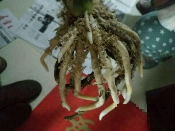 家里的花,用这东西裹住,捂一捂,可以快速生根! 家里的花,用这东西裹住,捂一捂,可以快速生根!