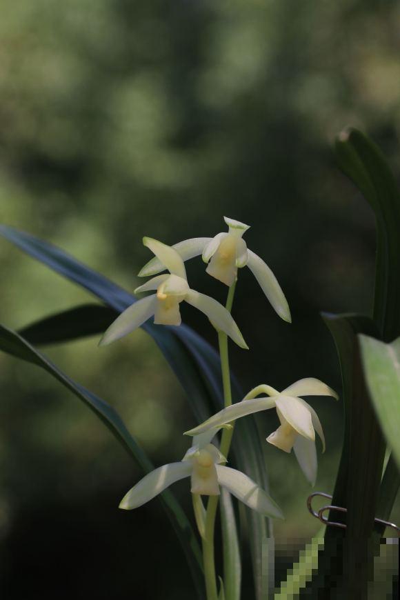 兰花入手的最佳时期,选这6个品种,便宜好活开花勤! 兰花入手的最佳时期,选这6个品种,便宜好活开花勤!