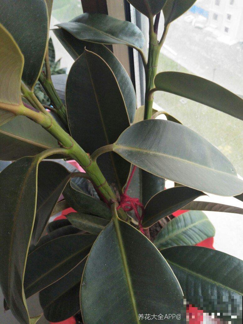 橡皮树入秋就掉叶，不能猛晒太阳，不然就叶子都灼伤了