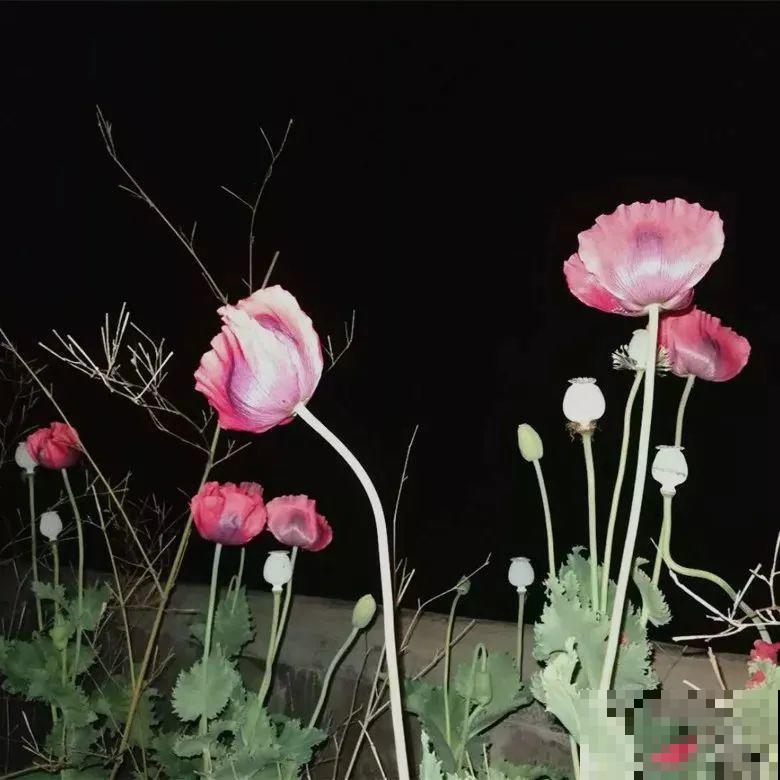 罂粟花不能随便种,私自种植,就得薅光 罂粟花不能随便种,私自种植,就得薅光