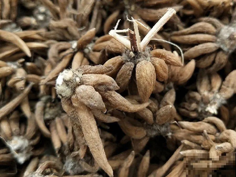 餐巾纸养花,成功率100%,简单又实用! 餐巾纸养花,成功率100%,简单又实用!