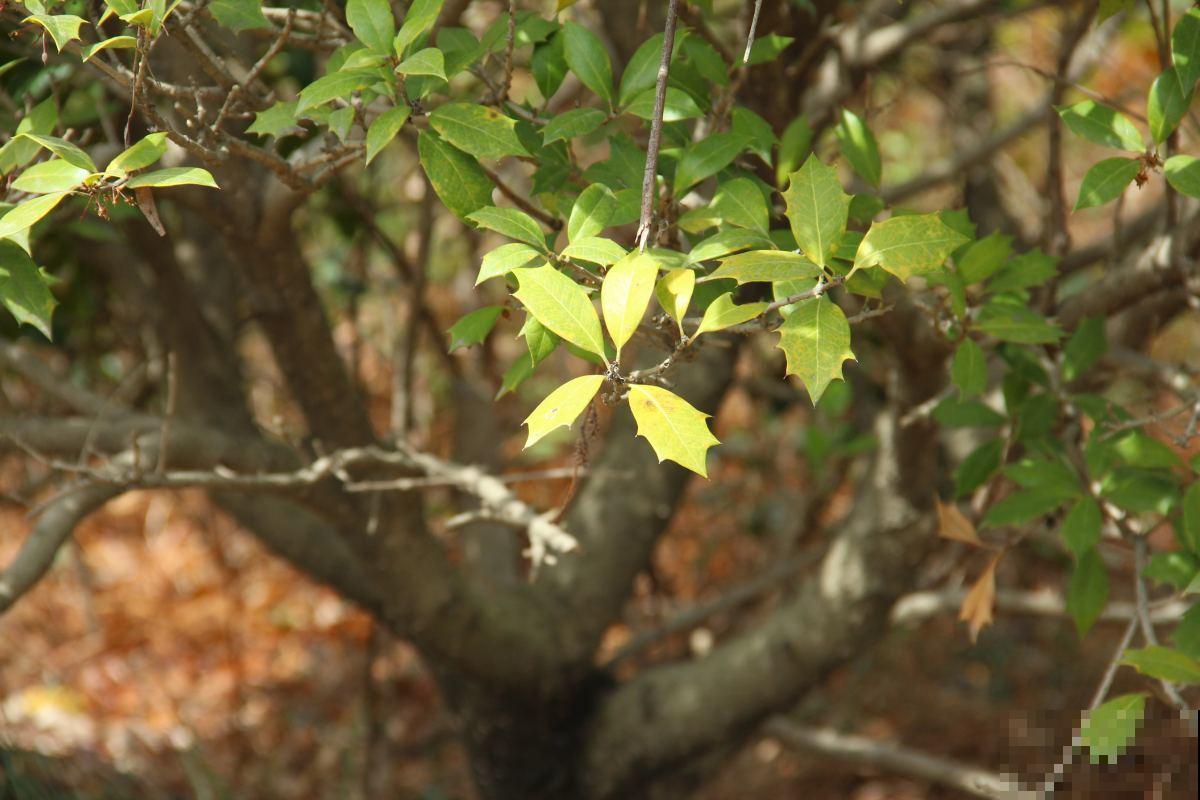 不会嫁接?学会这几步,轻轻松松拥有桂香满园! 不会嫁接?学会这几步,轻轻松松拥有桂香满园!
