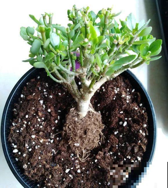 养花不一定要用大花盆，8种花要换小盆，挤着养才能长好