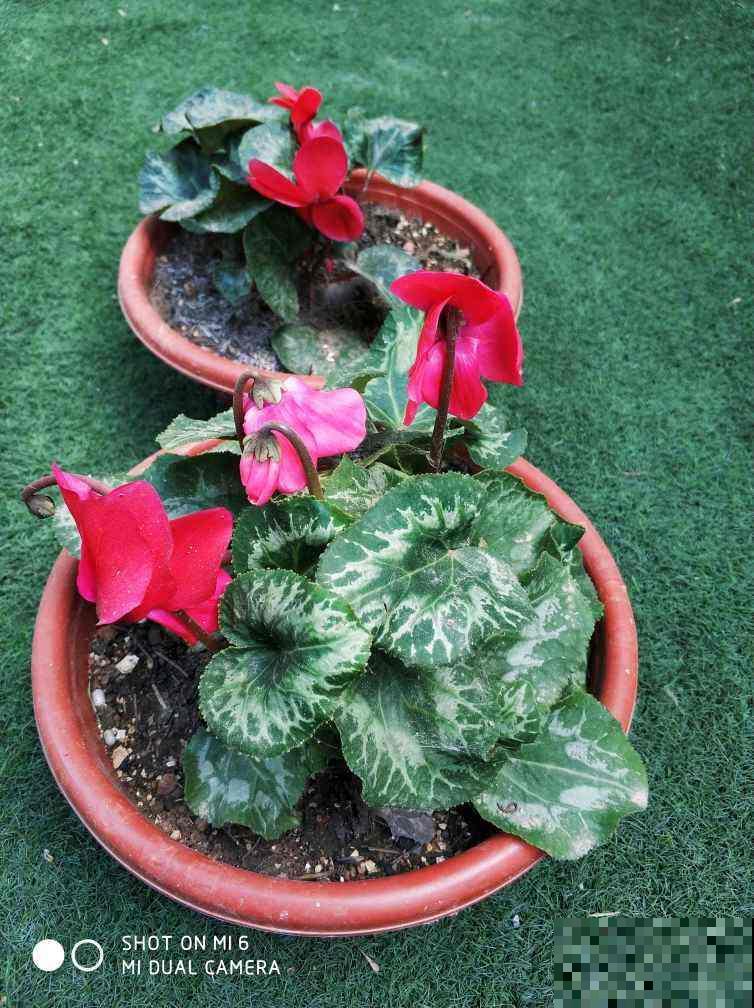 浇水别洒到叶子上,尤其是这6种,不然烂叶烂花芽 浇水别洒到叶子上,尤其是这6种,不然烂叶烂花芽