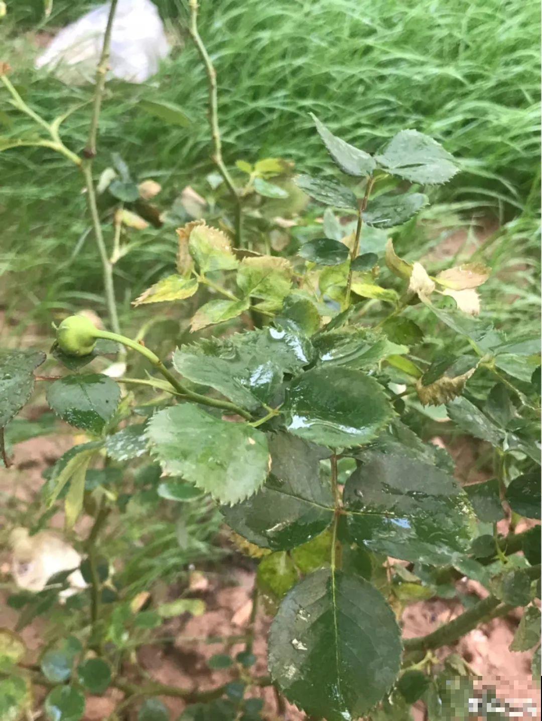 9月施肥季,这花赶紧贴秋膘,才能爆开花! 9月施肥季,这花赶紧贴秋膘,才能爆开花!