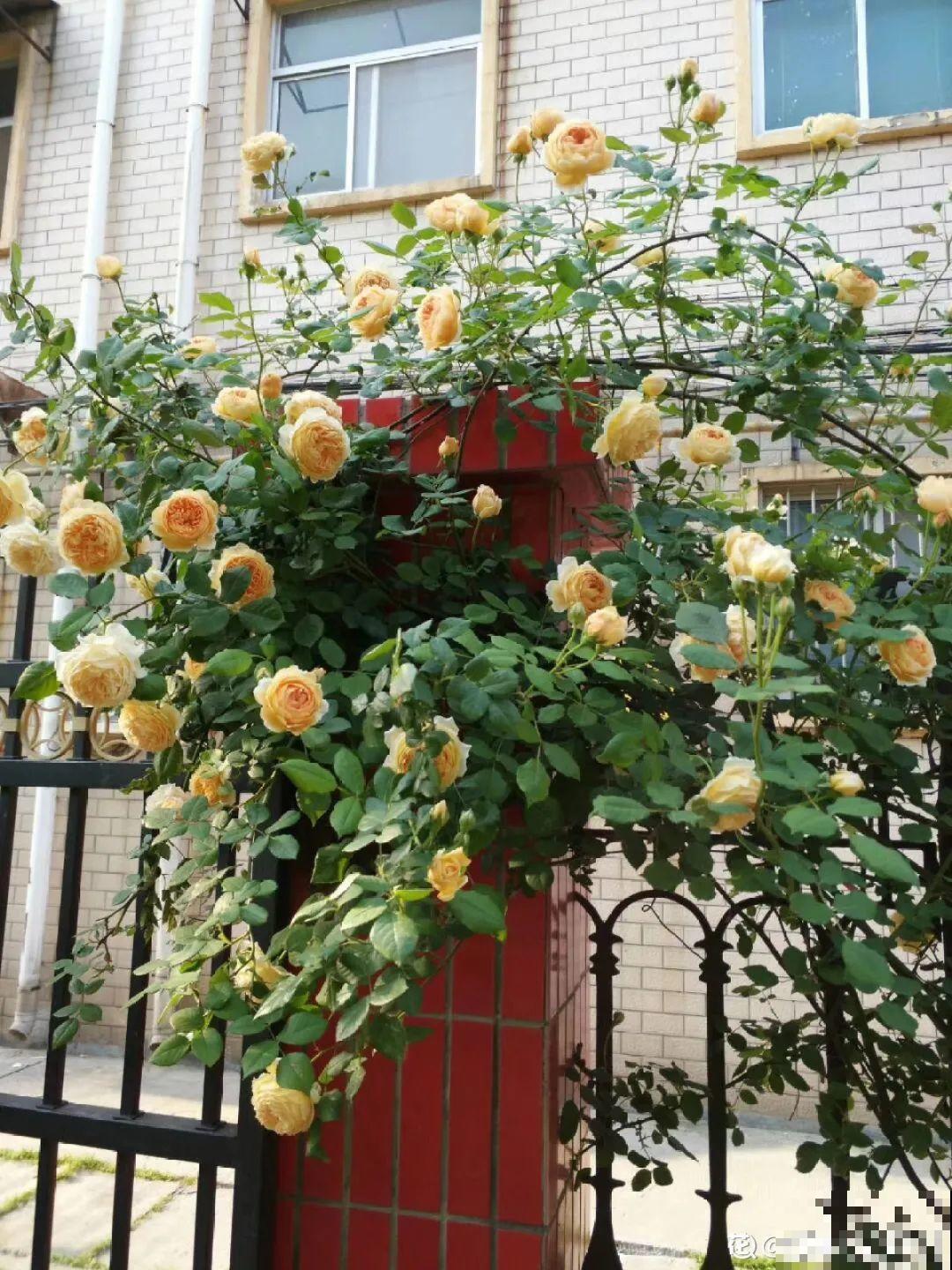 家里4个角落别浪费，分别养些好看的花，一年就能变花园！