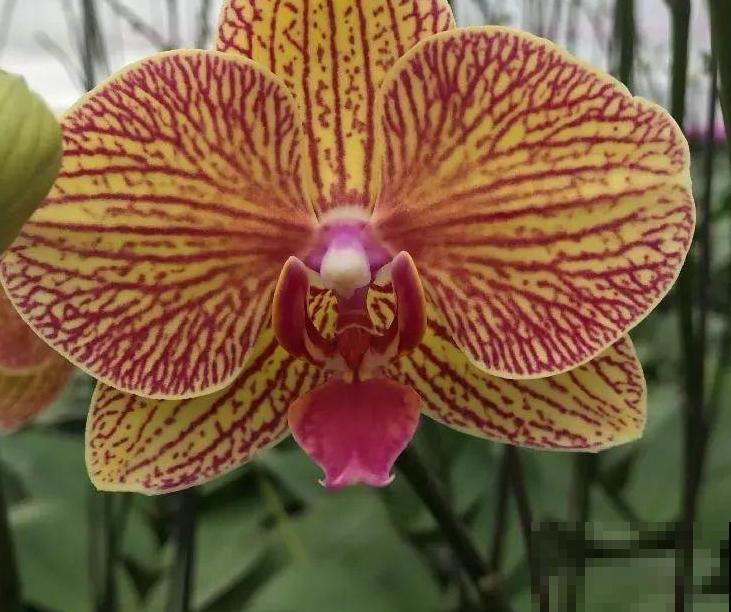 今年最火网红花，一次能开4个月，枝条挂满花蝴蝶！