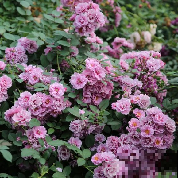 8款眼睛月季,花型独特,还有好闻的香味! 8款眼睛月季,花型独特,还有好闻的香味!