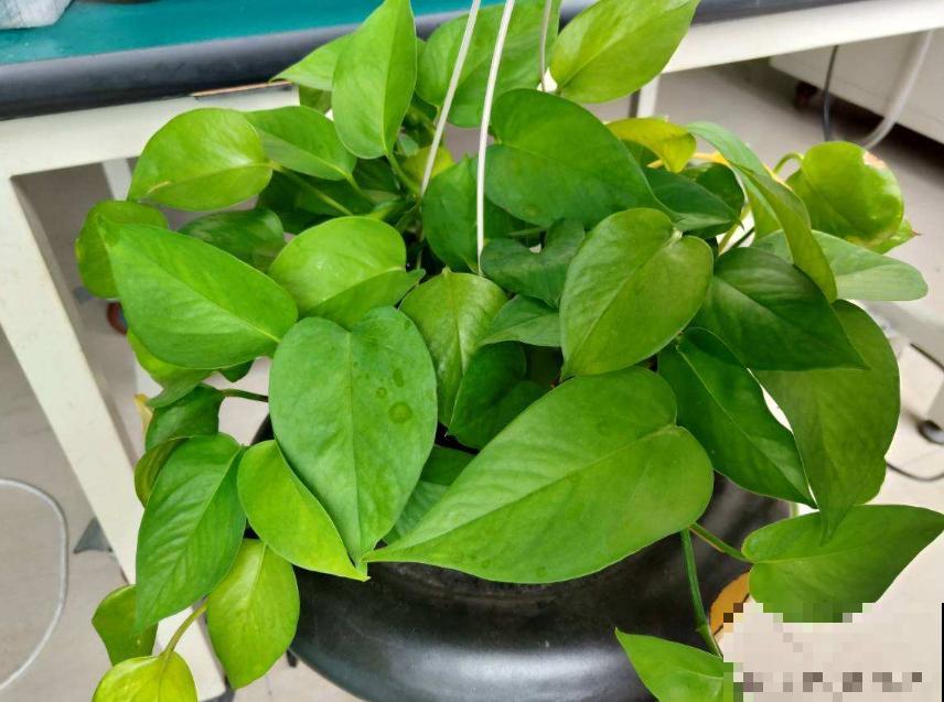 养花人,认识这4个字,就能解决黄叶和烂根问题! 养花人,认识这4个字,就能解决黄叶和烂根问题!