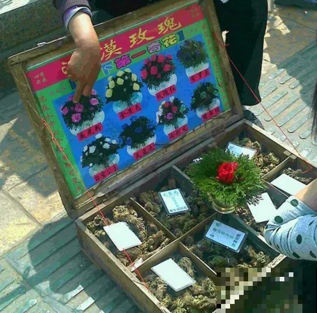 7种花,全是骗人的,白花冤枉钱! 7种花,全是骗人的,白花冤枉钱!