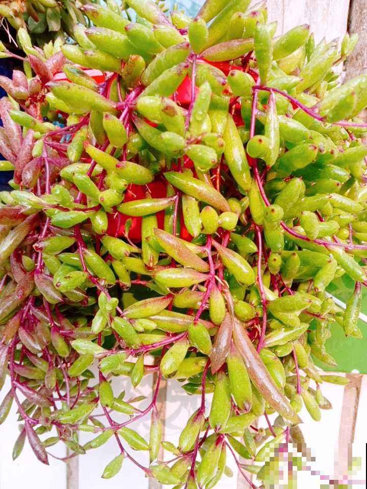 秋天养多肉,超容易爆头,选好品种是关键 秋天养多肉,超容易爆头,选好品种是关键