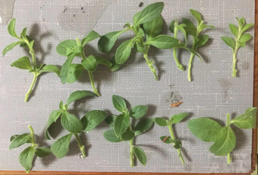 11种花,下个月就开花,现在养护是关键! 11种花,下个月就开花,现在养护是关键!