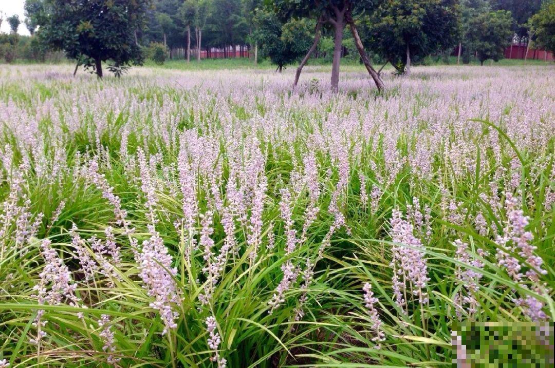 5种花最好别养,根钻得到处都是,砍都砍不尽! 5种花最好别养,根钻得到处都是,砍都砍不尽!