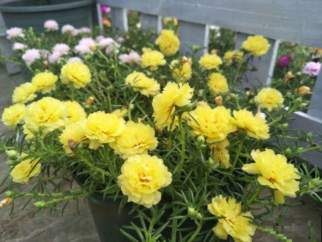 都说这花很好养,为啥还是养死了?就是因为管不住手! 都说这花很好养,为啥还是养死了?就是因为管不住手!