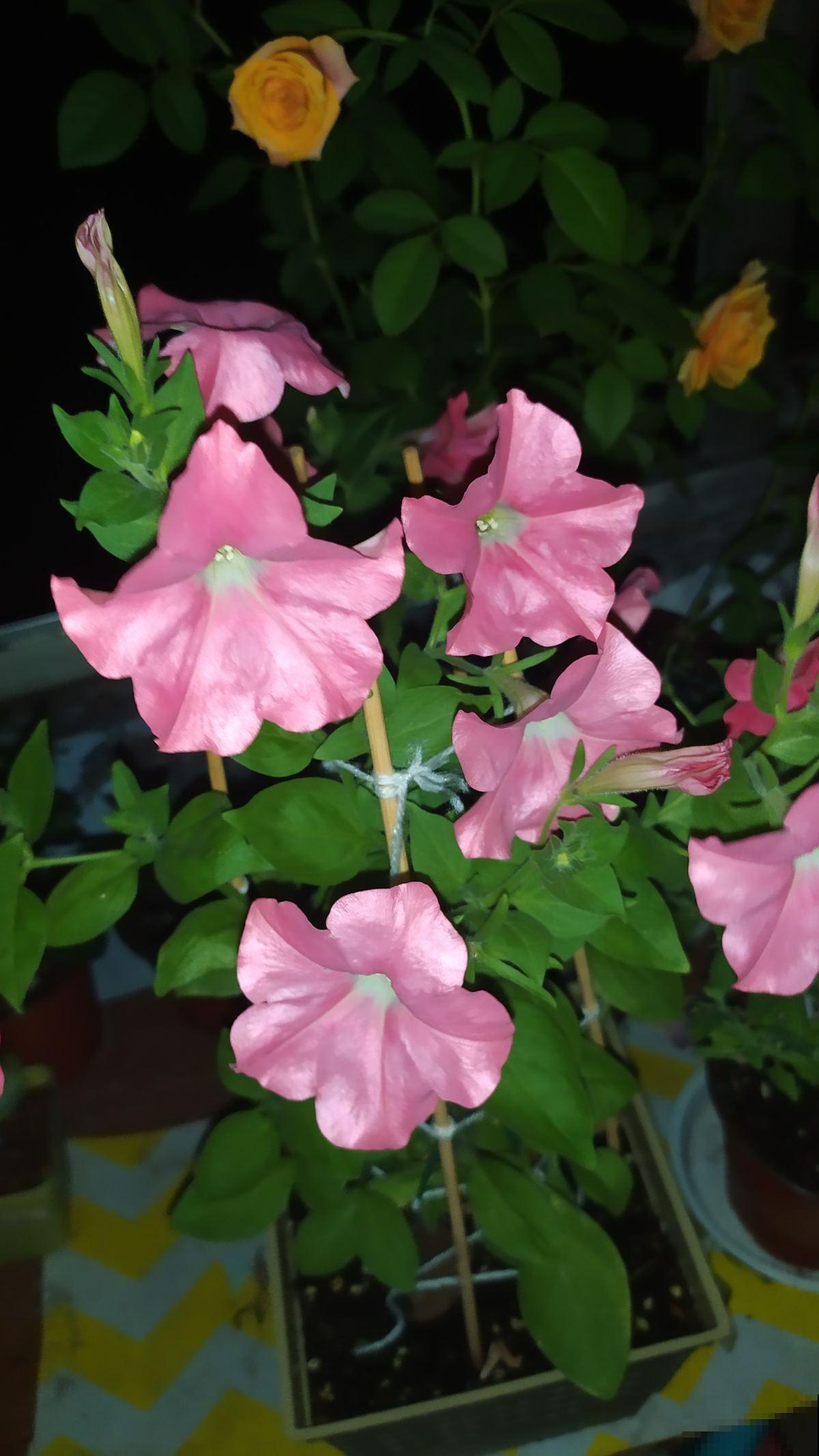 秋天可养的花不少,天竺葵一开就是一大团,好养还喜庆 秋天可养的花不少,天竺葵一开就是一大团,好养还喜庆