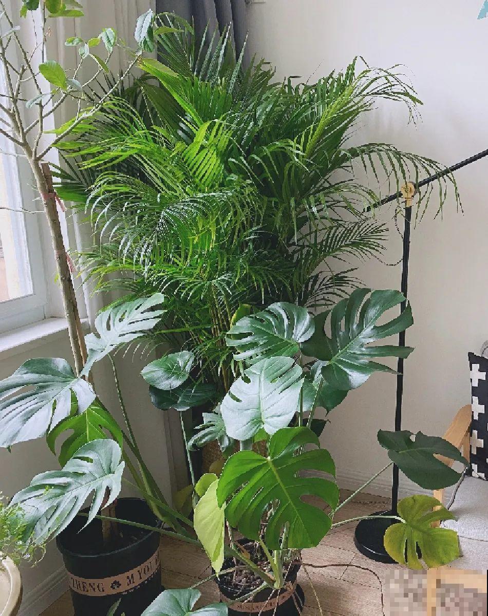 龟背竹是“吸废气”高手，家里放一盆，门窗紧闭也能空气清新！