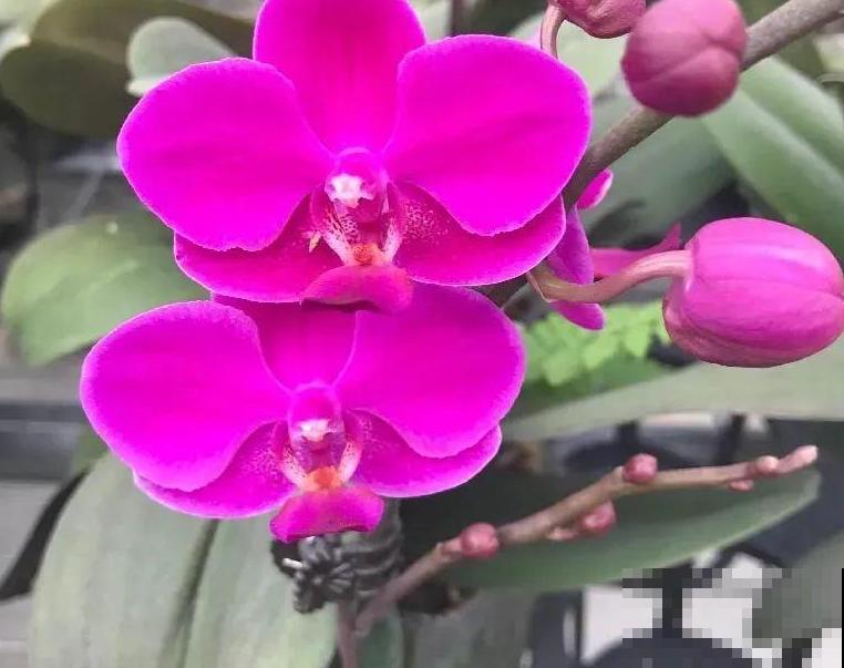 今年最火网红花，一次能开4个月，枝条挂满花蝴蝶！