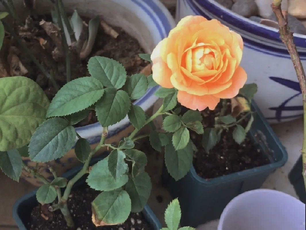 公认难养的花,养一盆死一盆,从来没有养活过! 公认难养的花,养一盆死一盆,从来没有养活过!