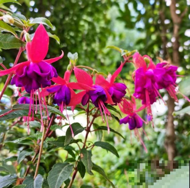 这些花马上就苏醒了,赶紧一瓢水浇透,个子立马蹿一截! 这些花马上就苏醒了,赶紧一瓢水浇透,个子立马蹿一截!