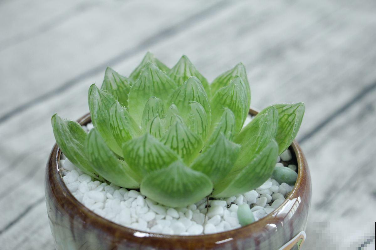 家里养玉露，扣个塑料瓶，立马水晶透亮