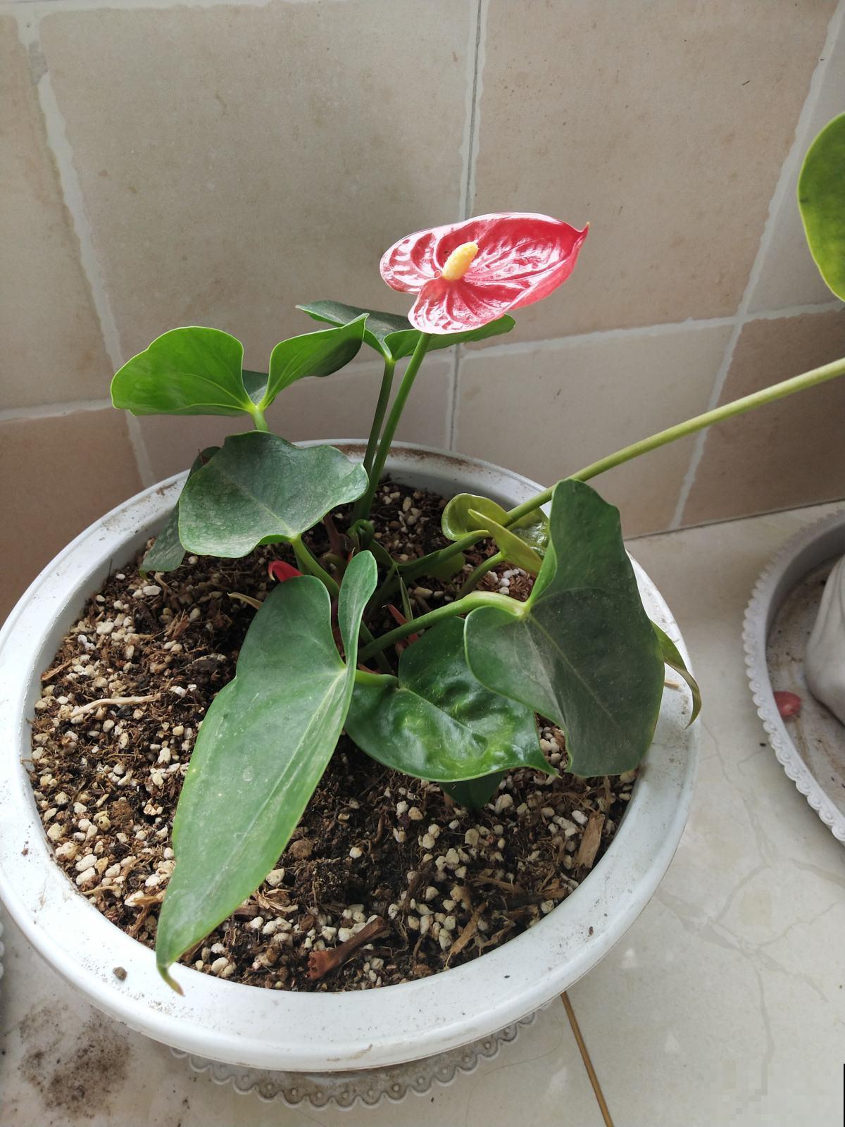 漂亮的花烛,红得像火,家里种一盆特喜庆! 漂亮的花烛,红得像火,家里种一盆特喜庆!