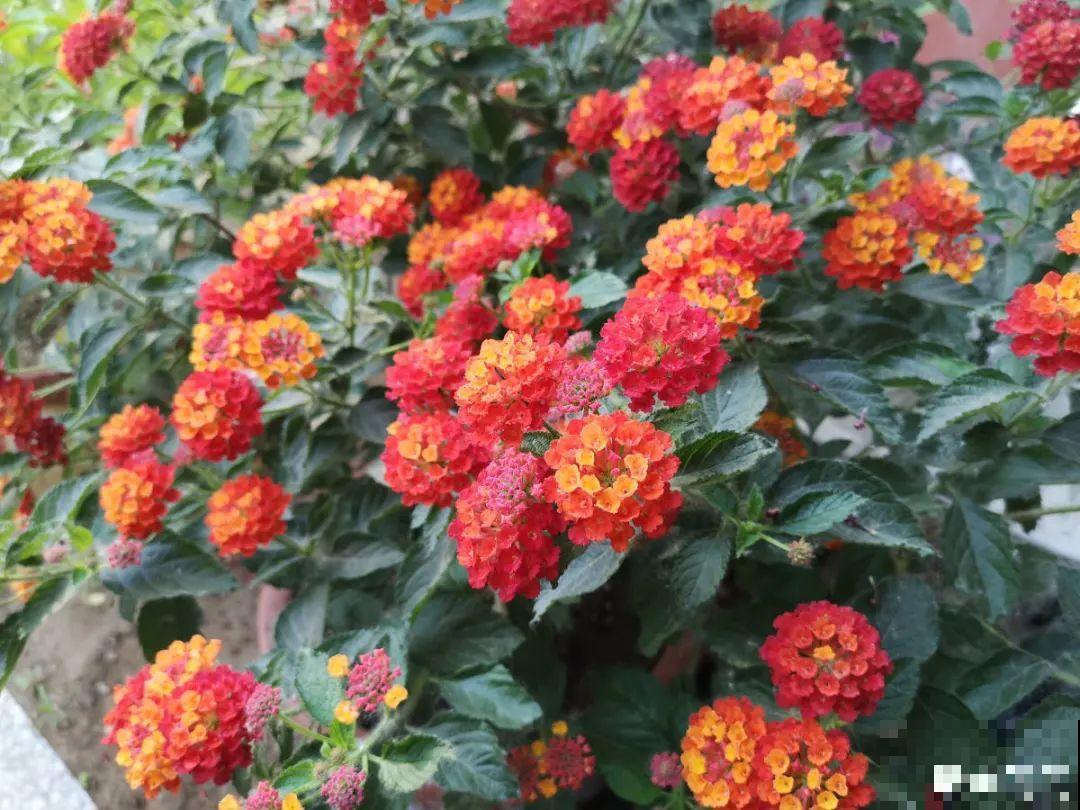 8种花再好看也别养，臭气熏天，恶心得吃不下饭！