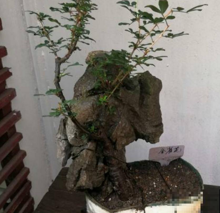 金雀花特抗造，咋养都能活，养它太省心！