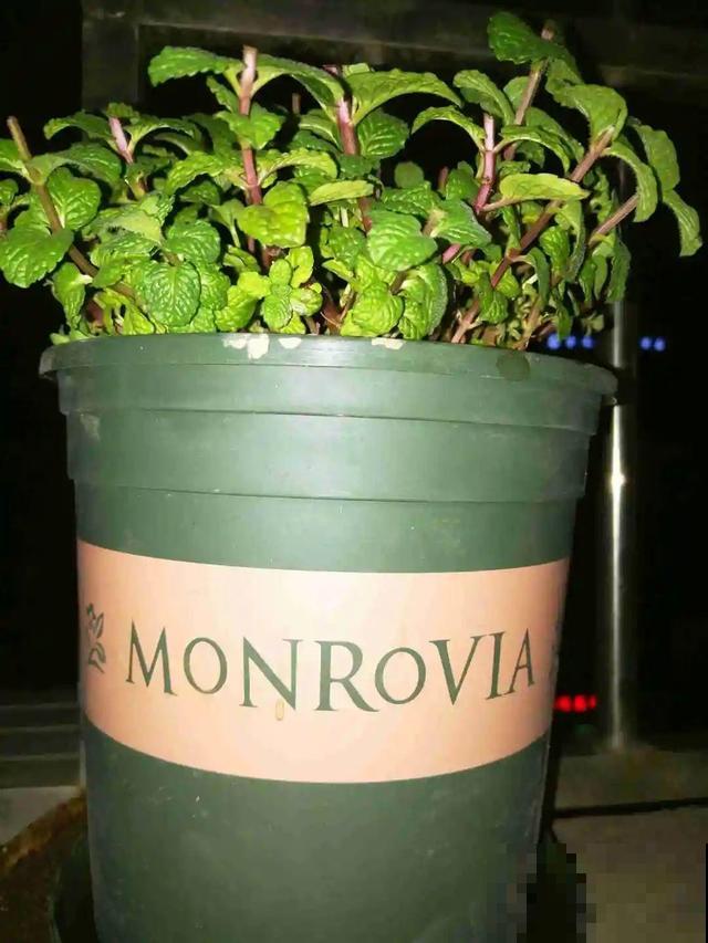 8种花要舍得掐,才能越长越旺盛 8种花要舍得掐,才能越长越旺盛