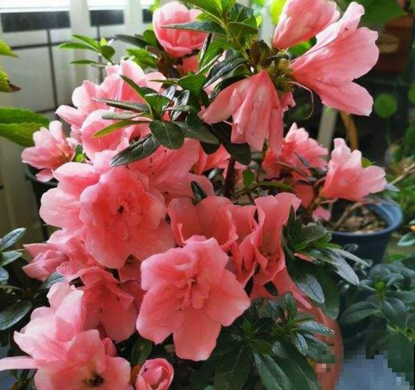 “双刃剑”硫酸亚铁，别乱用，用对方法很重要！