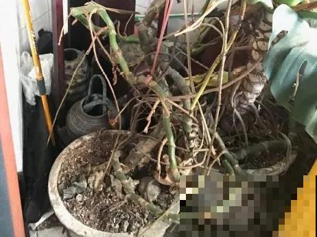 8种花换盆,换好了生一堆,换错立马死! 8种花换盆,换好了生一堆,换错立马死!