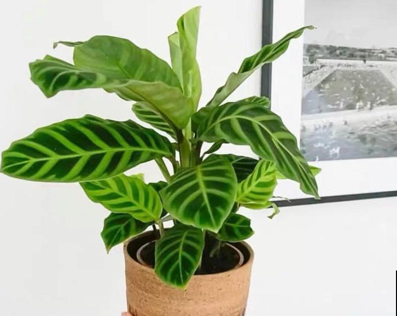 这4种花就是大水缸，越浇水越疯长，一缺水就枯了！