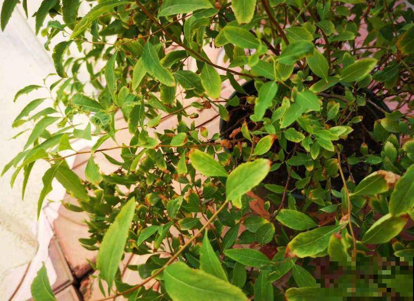 想省事就养雪柳，花美好养活，“懂事”到让人心疼！