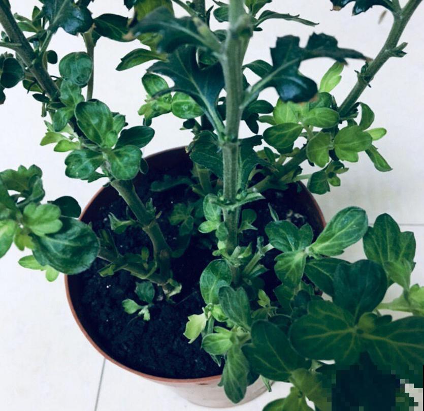 小巧霸气的女王菊，品种众多，养在阳台特美！