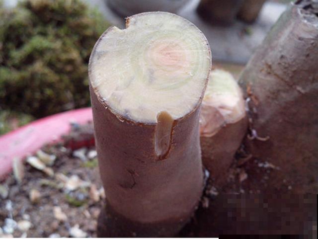 不会嫁接?学会这几步,轻轻松松拥有桂香满园! 不会嫁接?学会这几步,轻轻松松拥有桂香满园!